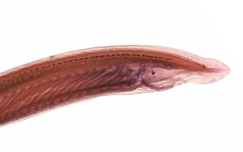 A stained head-end of an amphioxus juvenile, photographed by Dr David Ferrier from a slide in the Cole collection in the Cole Museum of Zoology (University of Reading).